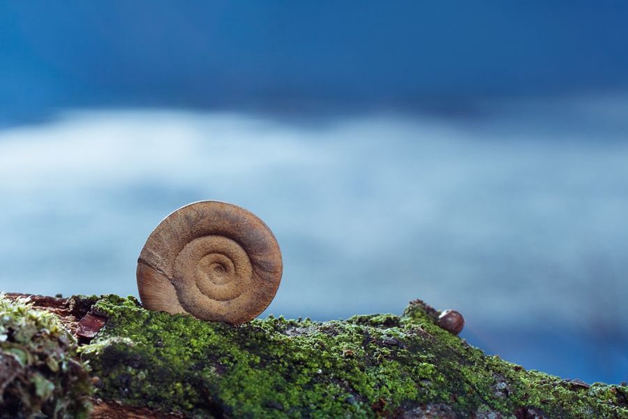 Anisus spirorbis