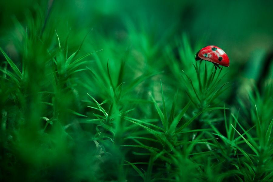 Ladybug