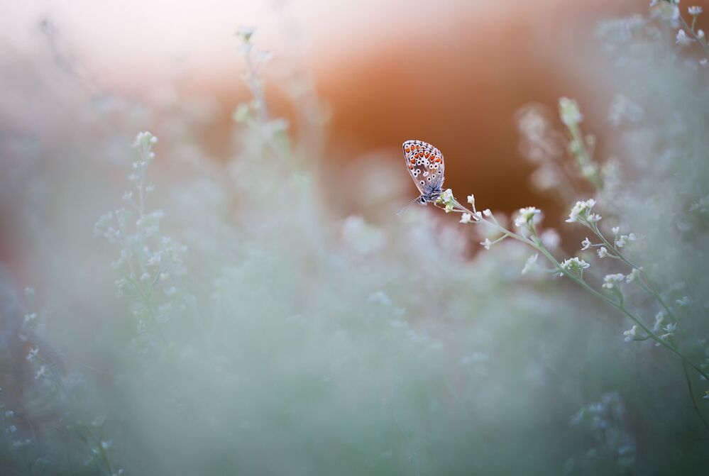 Butterflies 2014