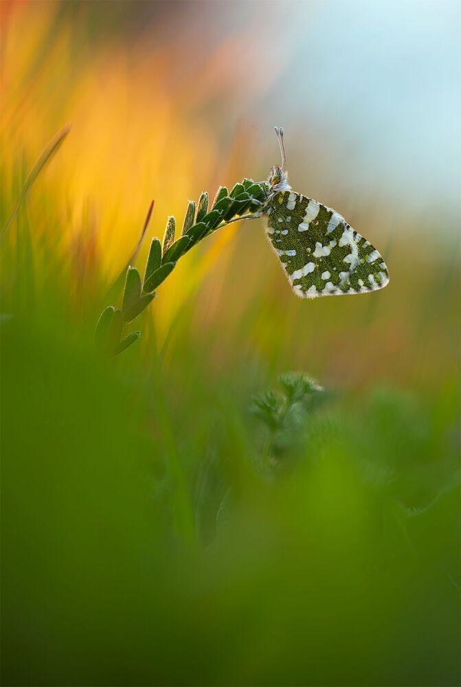 Butterflies 2014