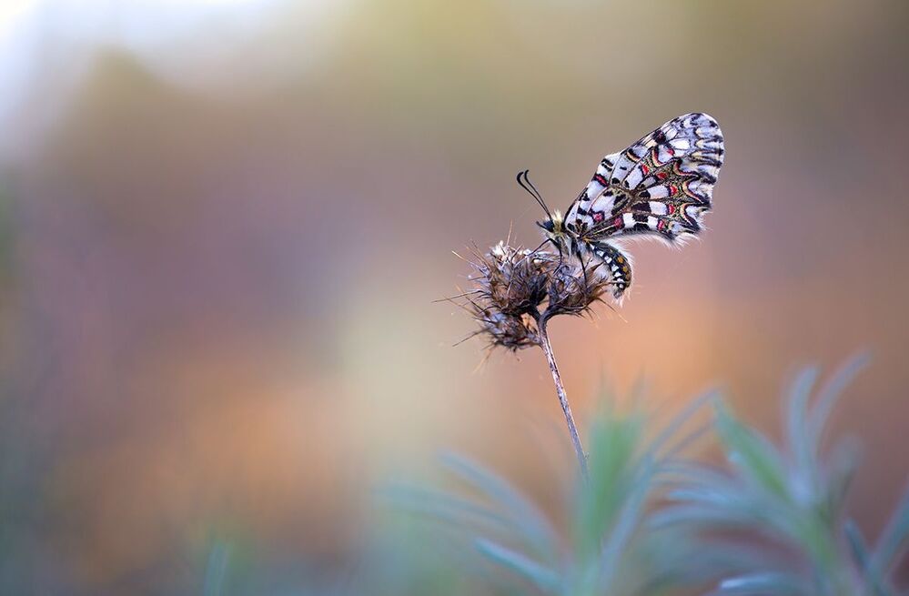 Butterflies 2014