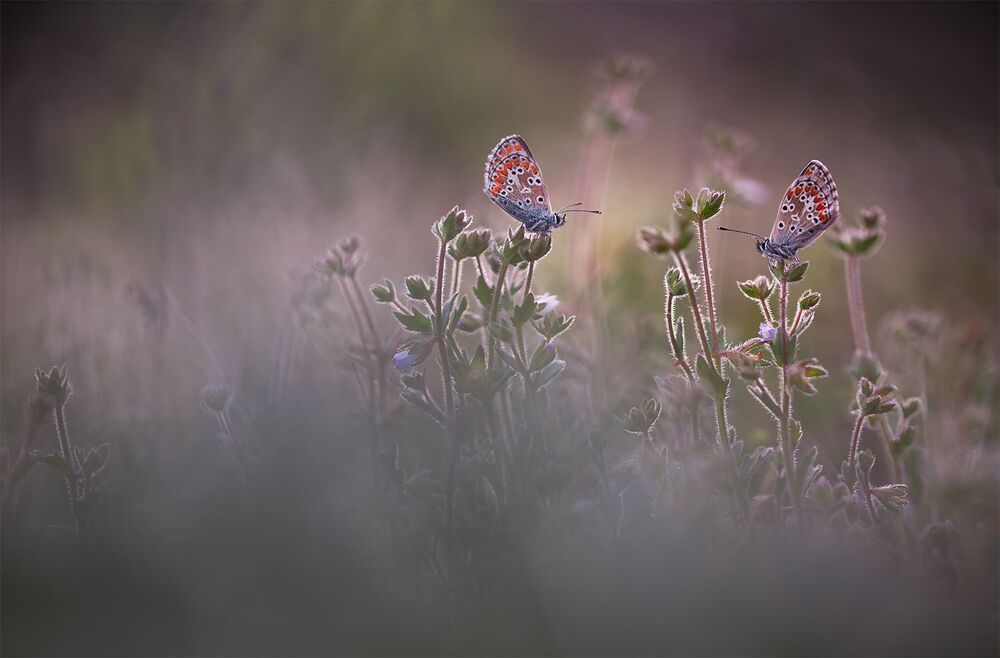 Butterflies 2014