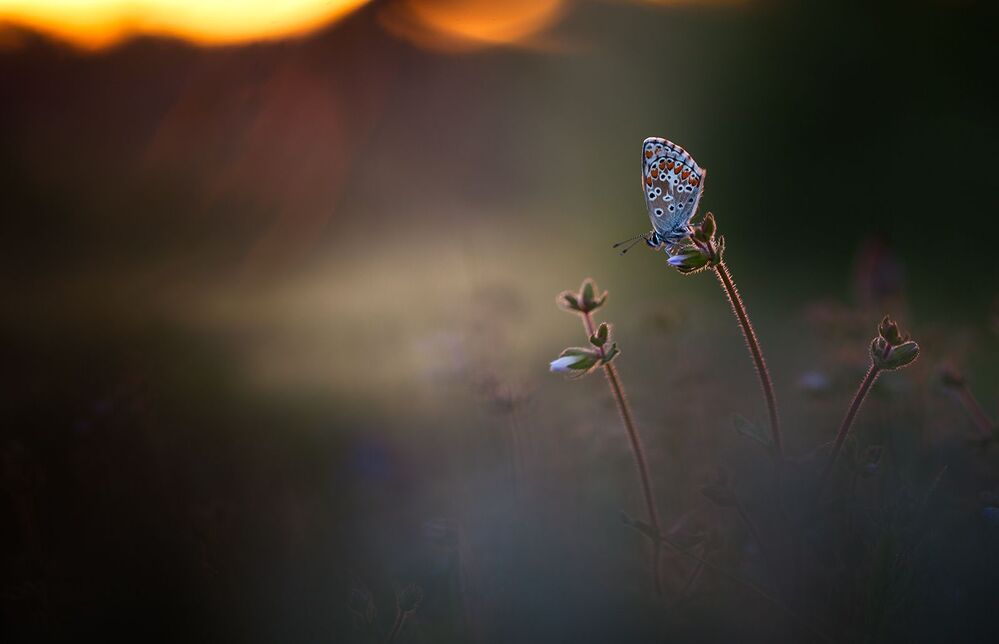 Butterflies 2014