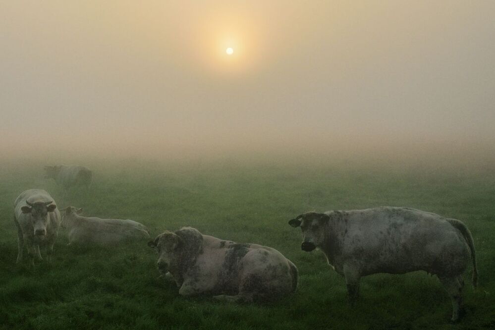 A very foggy morning in my region.