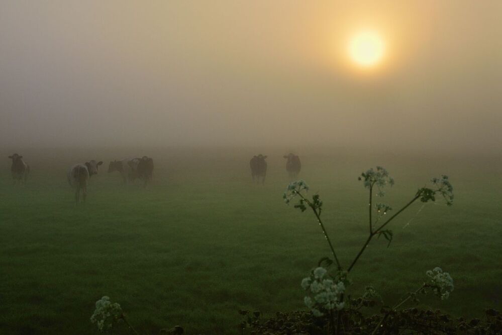 A very foggy morning in my region.