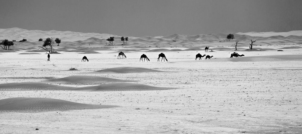 9. Оман и Camelus dromedarius...
