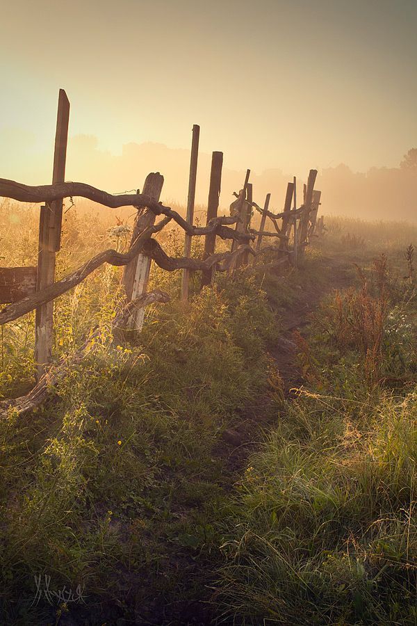 Fog in summer