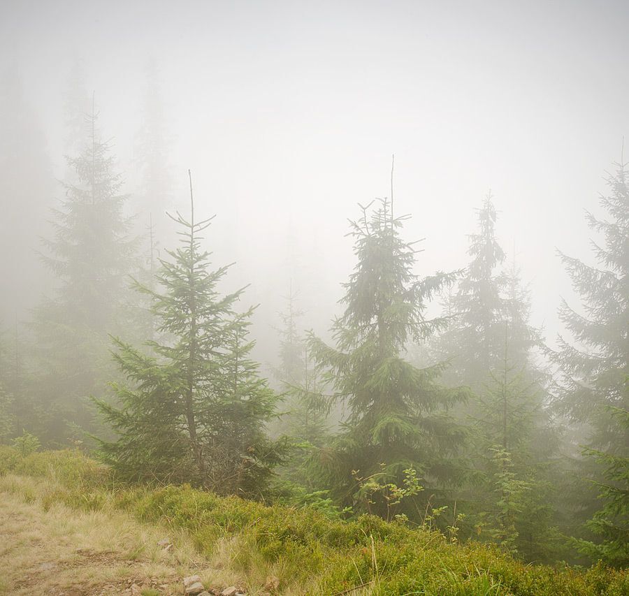 Fog in Carpathians mountains