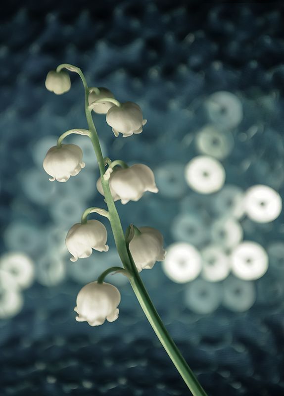 Lily of the valley