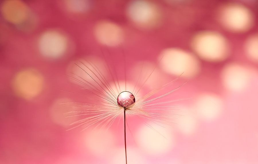 Pink Pearl