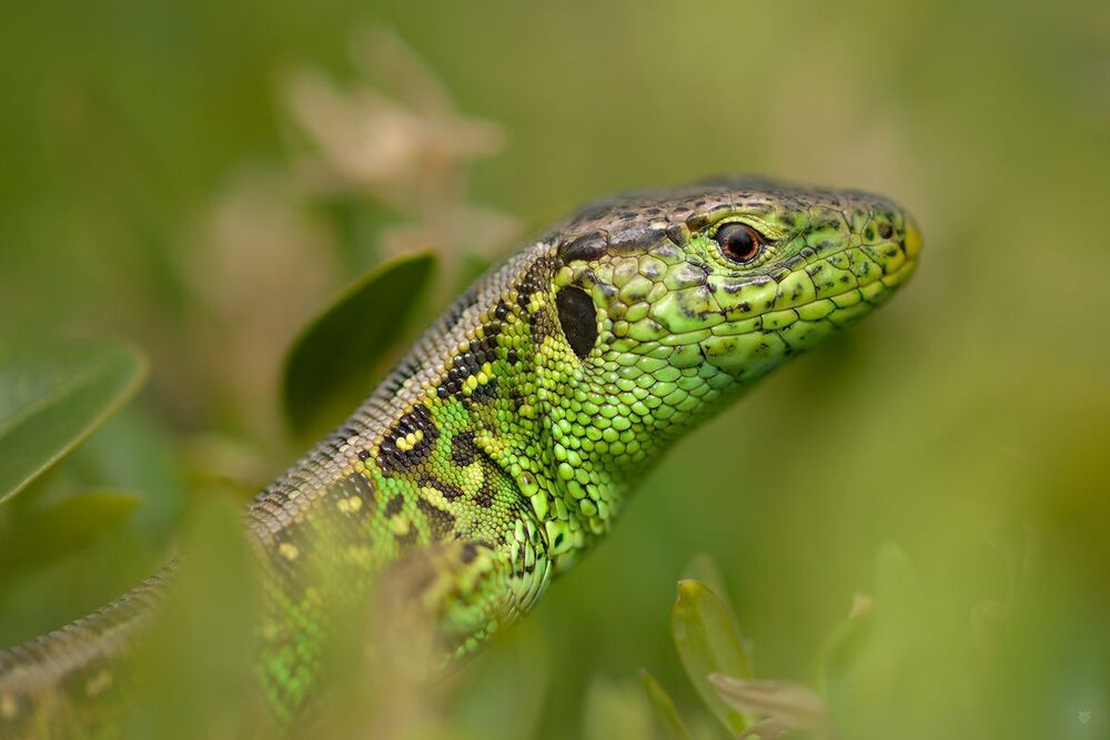 Sand Lizard