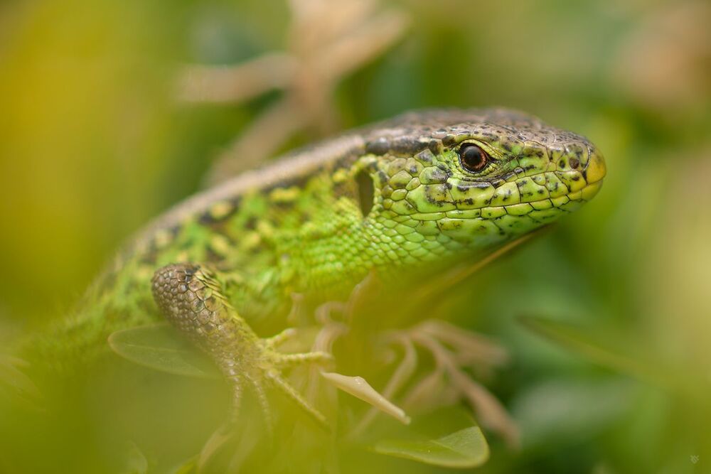 Sand Lizard