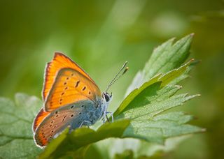 Многоглазка огненная (Heodes virgaureae) или Червонец огненный (Lycaena virgaureae )
