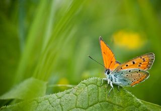 Многоглазка огненная (Heodes virgaureae) или Червонец огненный (Lycaena virgaureae )