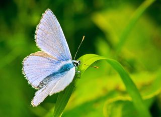 Голубянка икар (Polyommatus icarus)