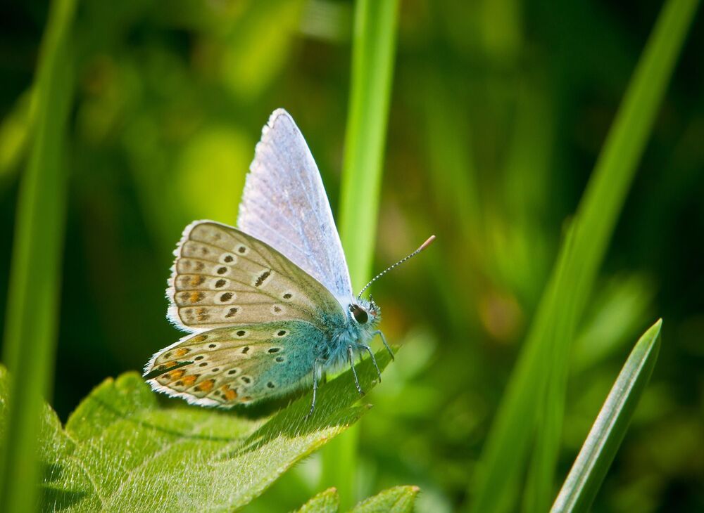 Голубянка икар (Polyommatus icarus)