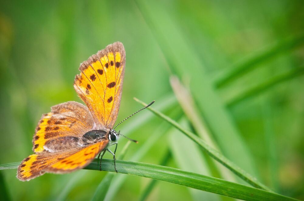 Многоглазка огненная (Heodes virgaureae) или Червонец огненный (Lycaena virgaureae )