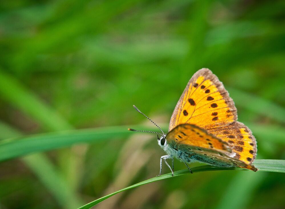 Многоглазка огненная (Heodes virgaureae) или Червонец огненный (Lycaena virgaureae )