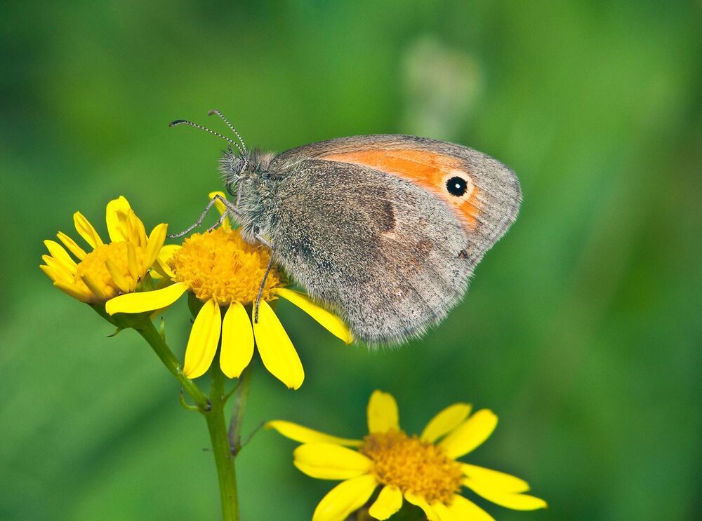 Сенница обыкновенная (Coenonympha pamphilus)