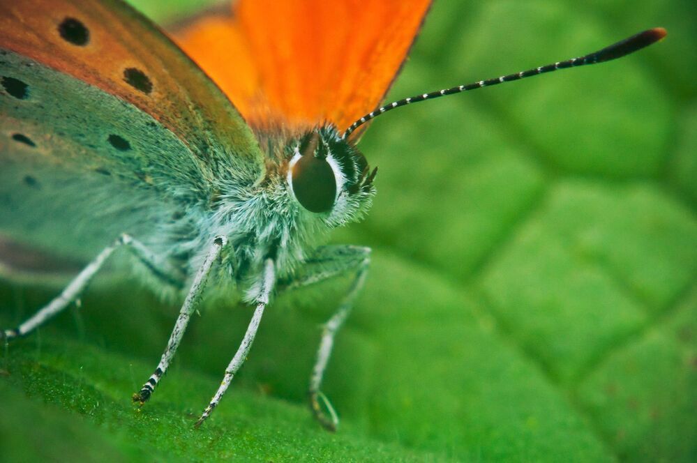 Многоглазка огненная (Heodes virgaureae) или Червонец огненный (Lycaena virgaureae )