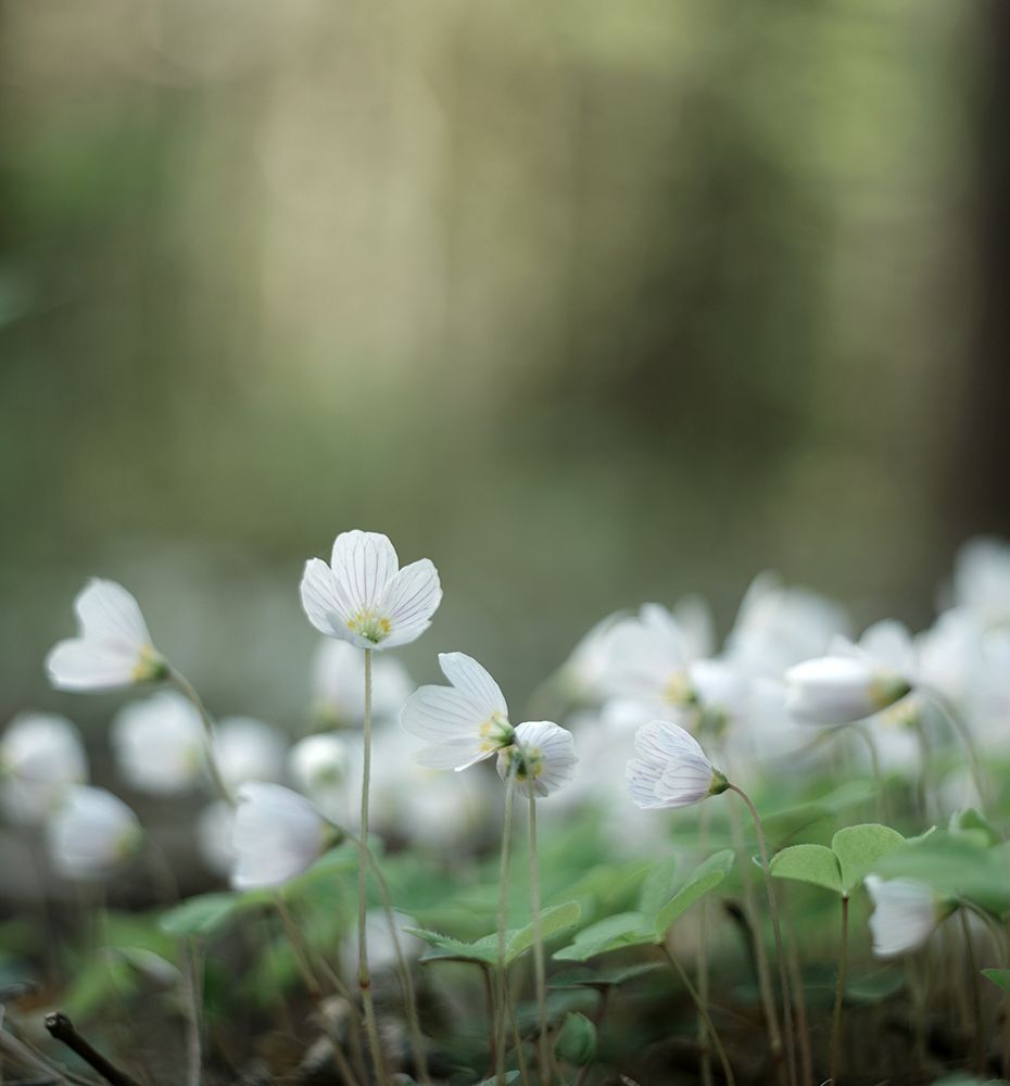 Кислица (Oxalis)