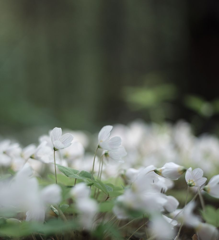 Кислица (Oxalis)