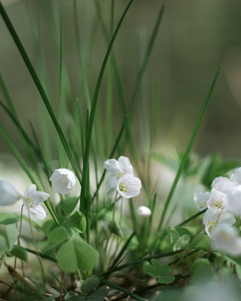 Кислица (Oxalis)