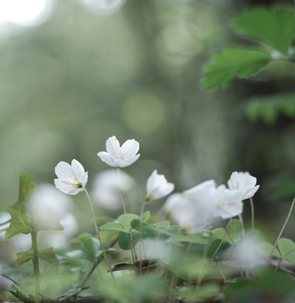 Кислица (Oxalis)