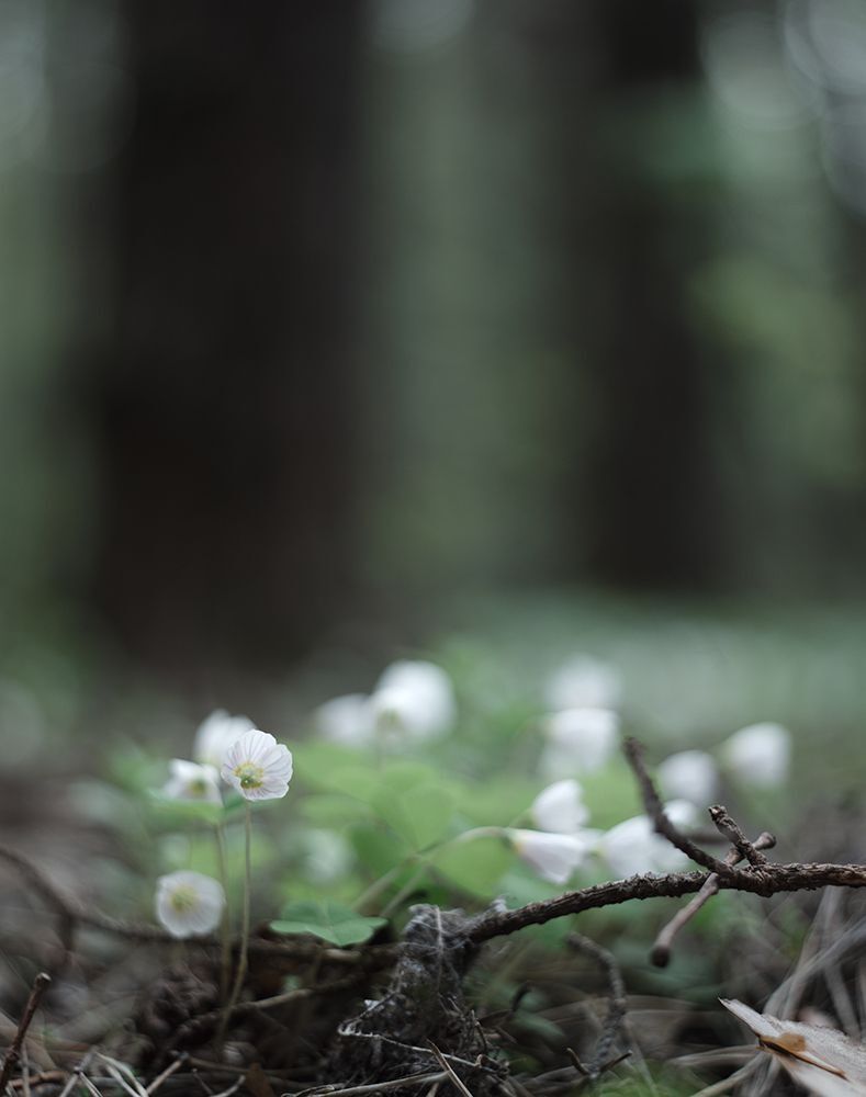 Кислица (Oxalis)