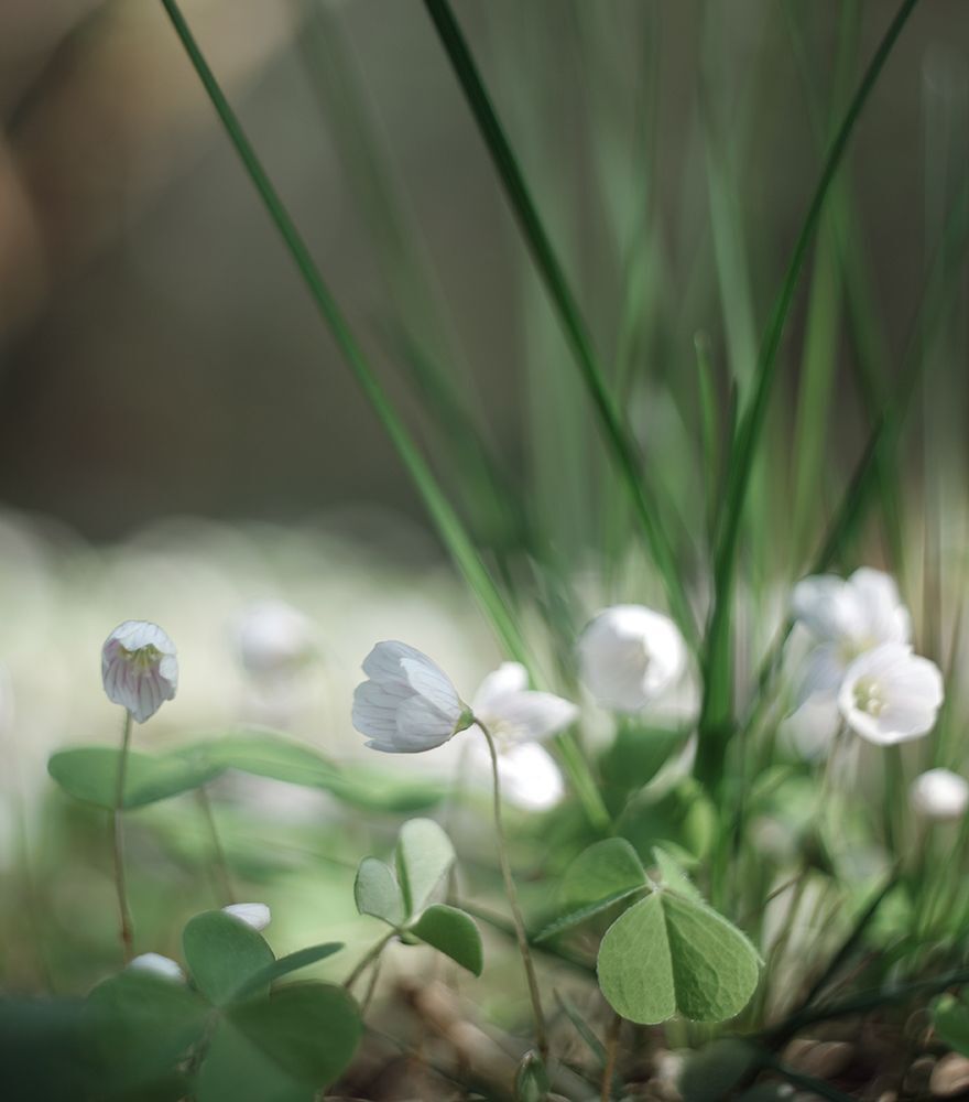 Кислица (Oxalis)
