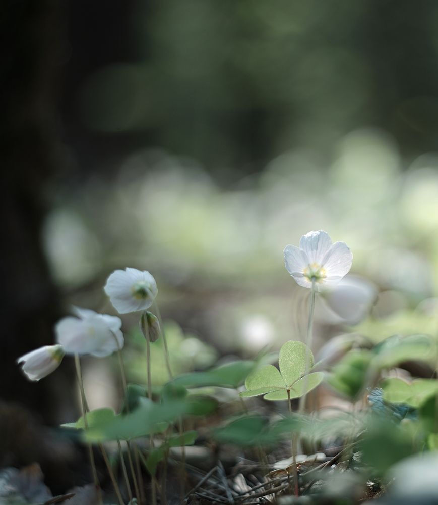 Кислица (Oxalis)