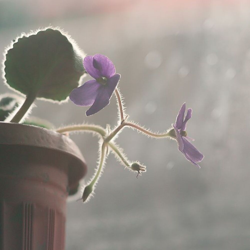 Flovers