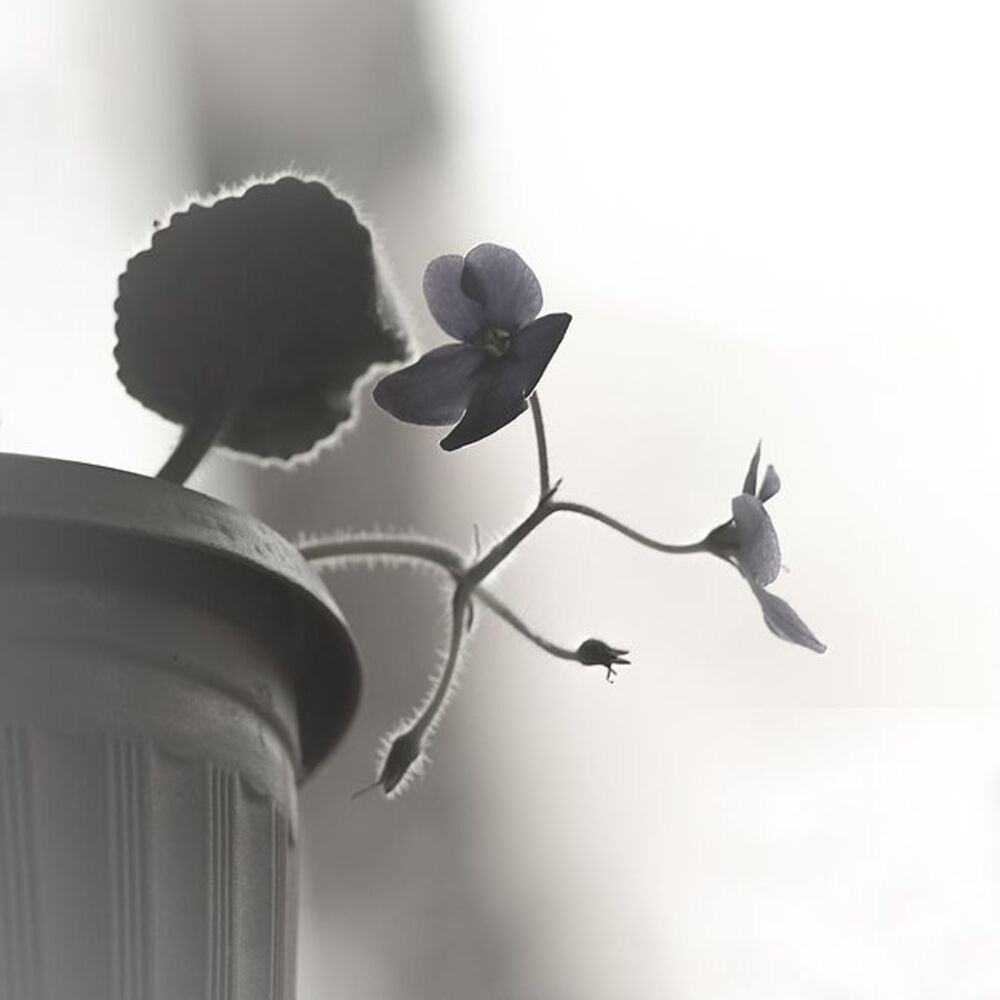 Flovers