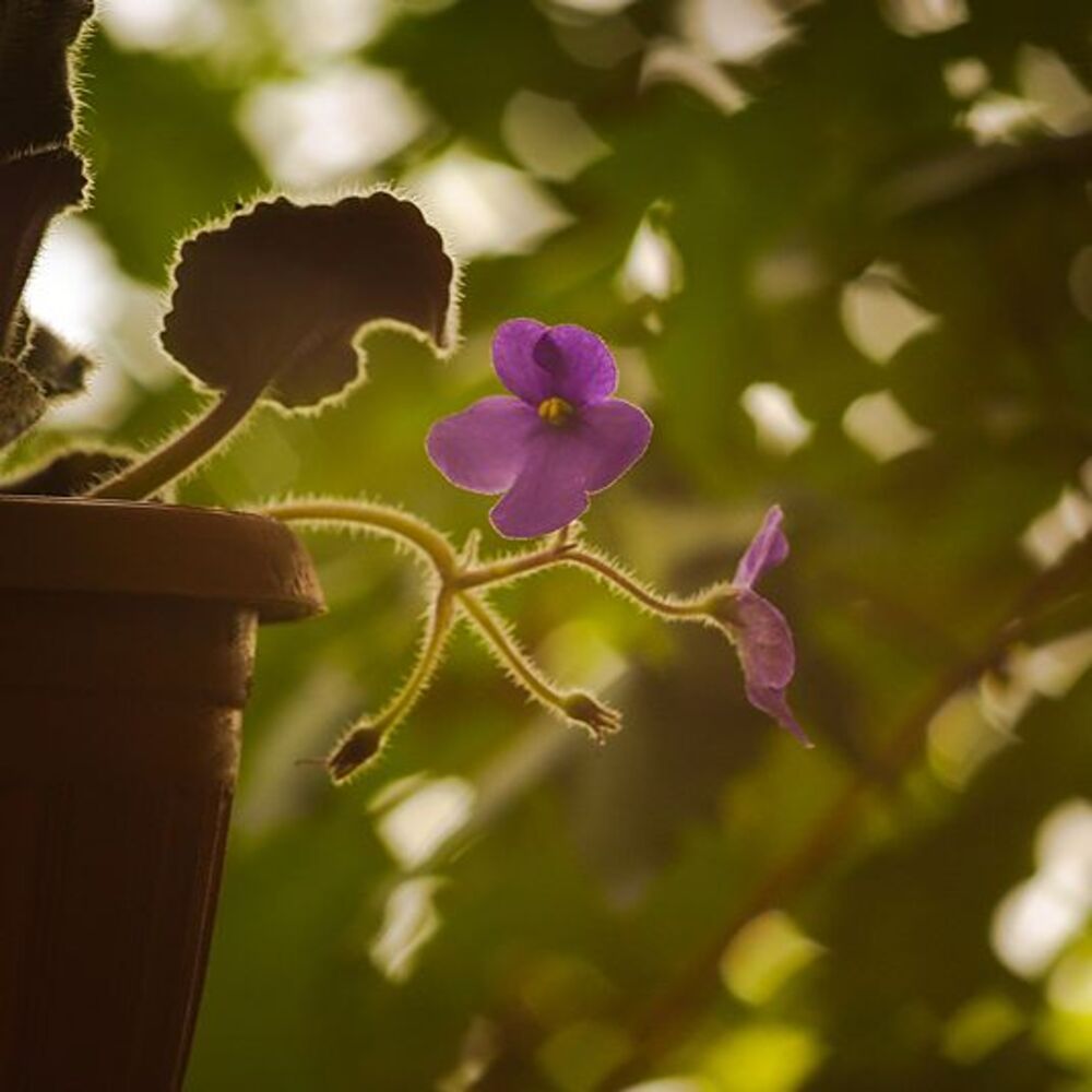 Flovers