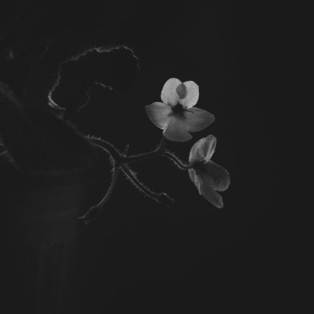 Flovers