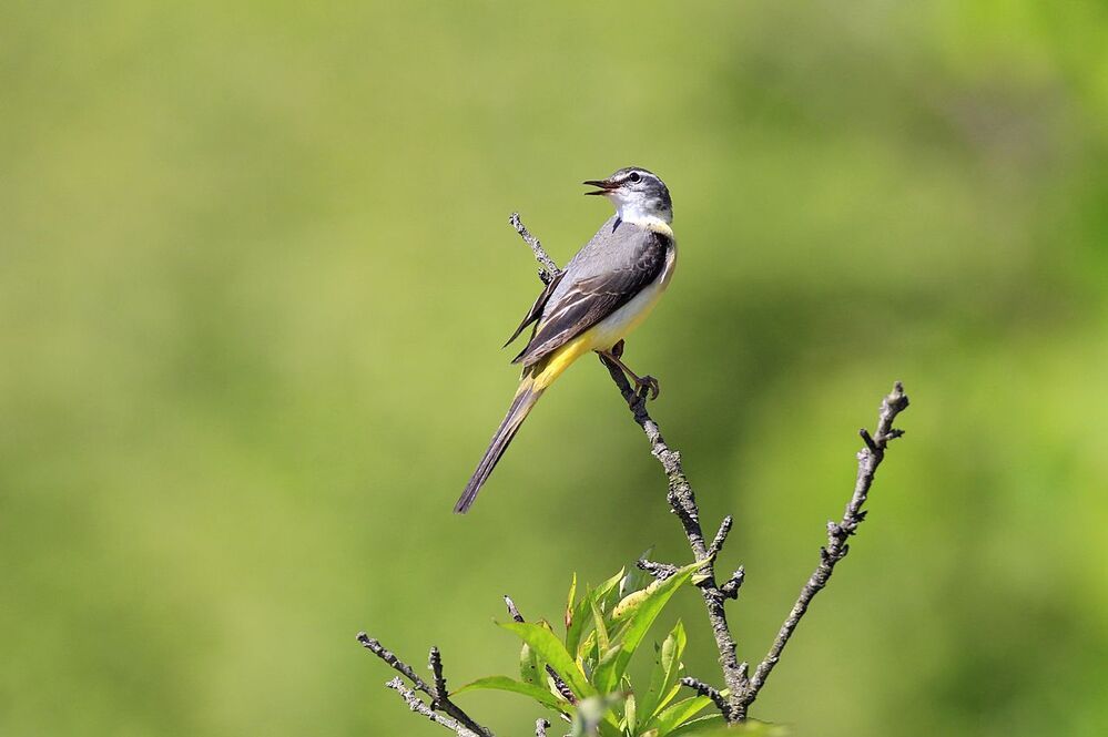 Pose ( Wagtail )