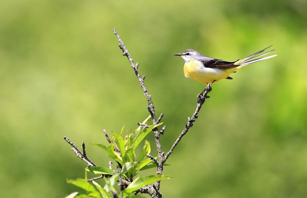 Pose ( Wagtail )