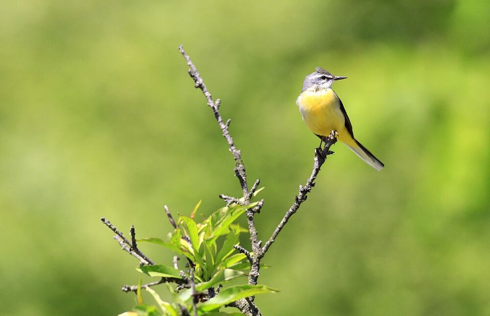 Pose ( Wagtail )