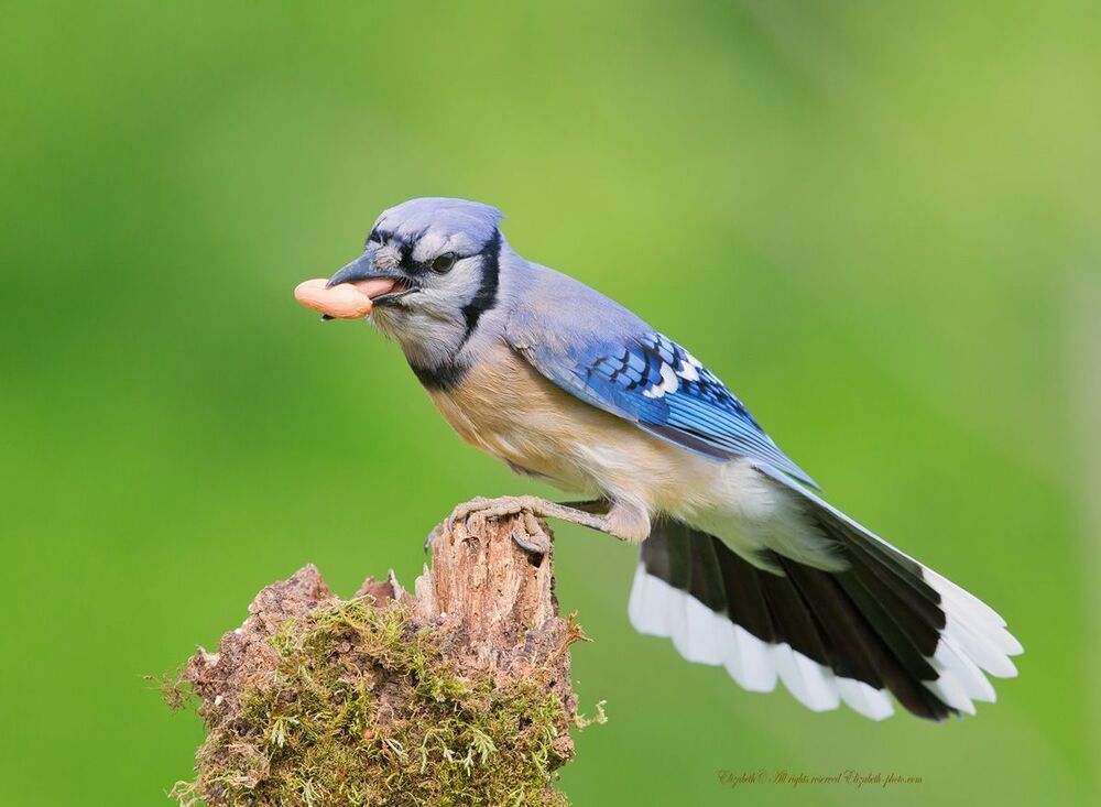 Голубая сойка (Blue Jay) - очень красивая птица с длинным ярко-синим хохолком. Хвост длинный.

Клюв крепкий, благодаря чему сойки с легкостью раскалывают семена с твердой скорлупой. Размер голубой сойки составляет около 30 см. Обитает в Северной Америке.