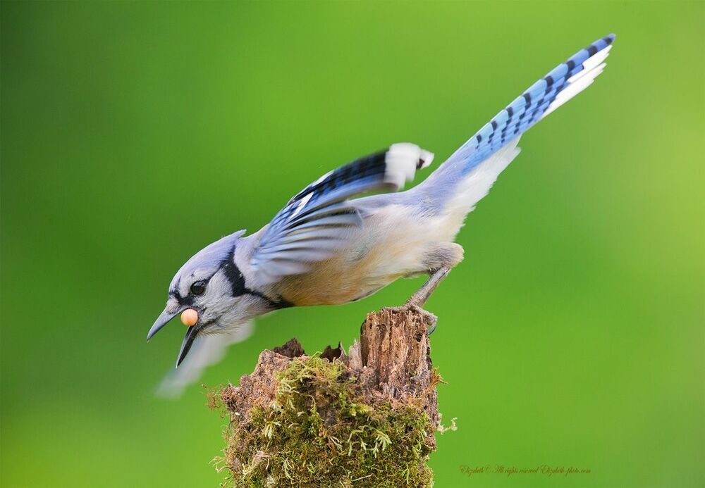 Голубая сойка - Blue Jay