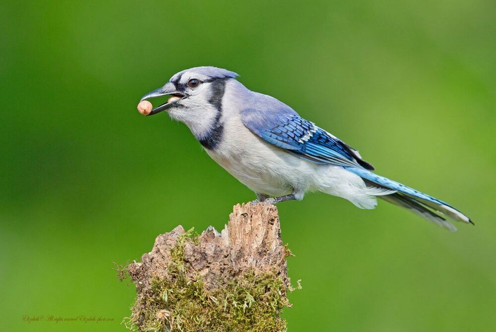 Голубая сойка - Blue Jay