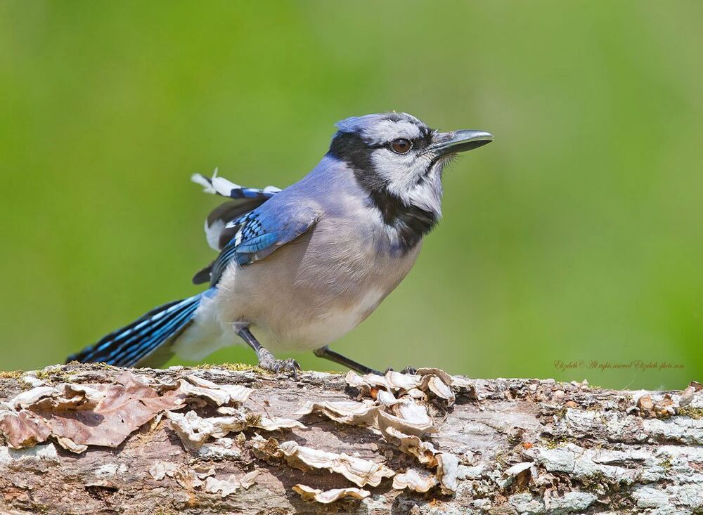 Голубая сойка - Blue Jay
