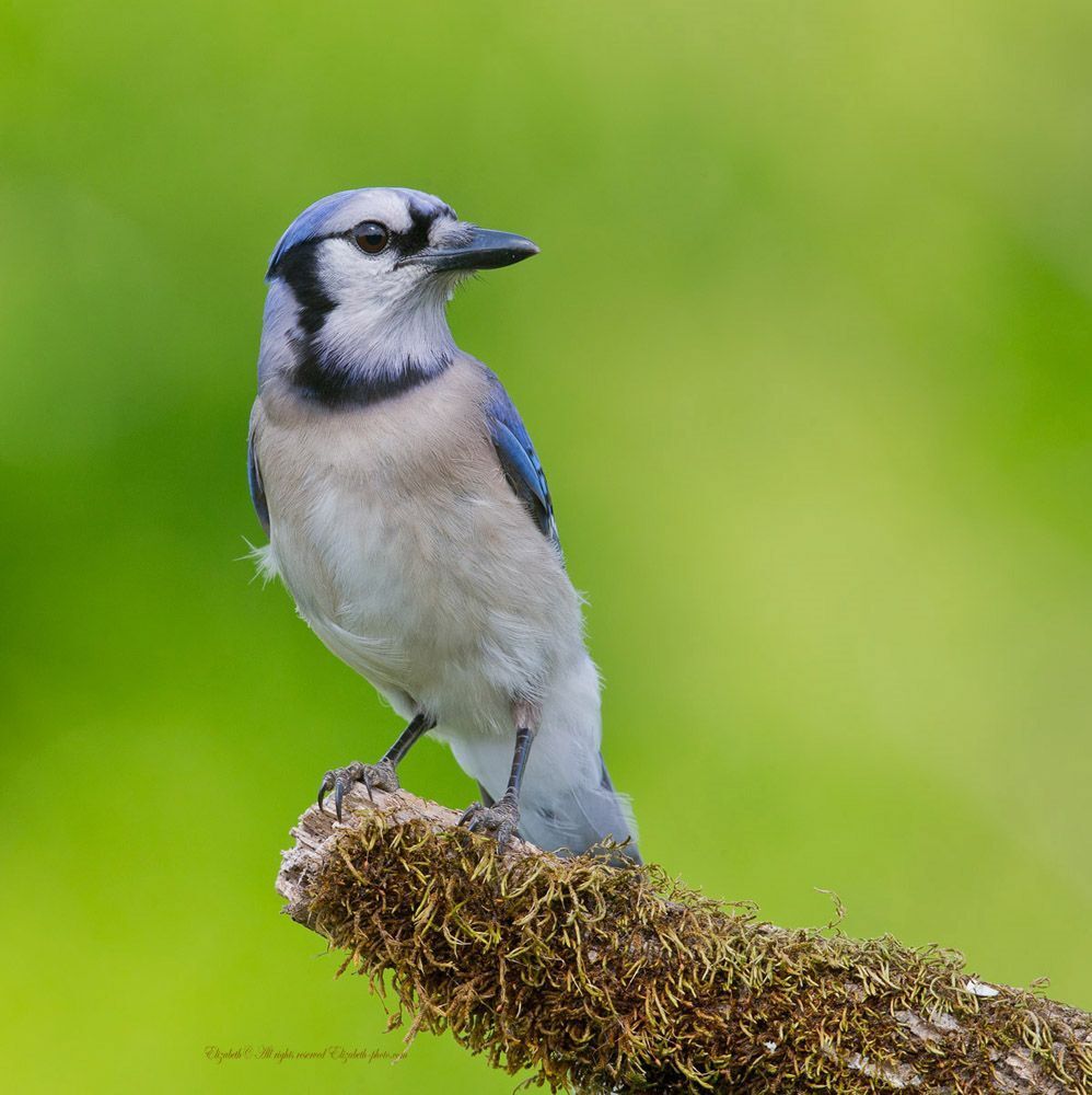Голубая сойка - Blue Jay