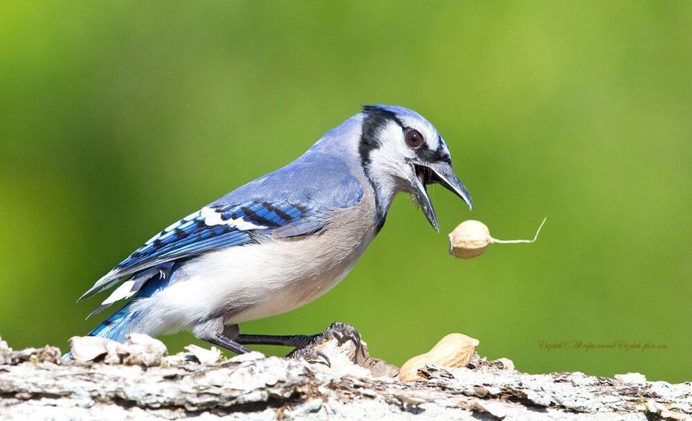 Голубая сойка - Blue Jay