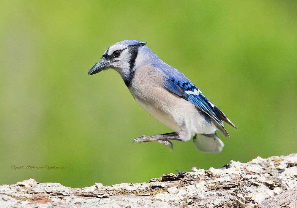 Голубая сойка - Blue Jay
