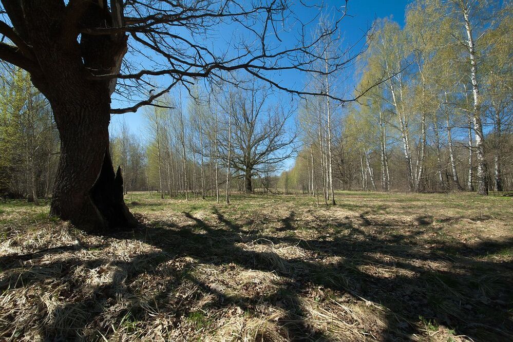 01 Весенние тени от дубовых крон оказались в этот день на удивление выразительны!