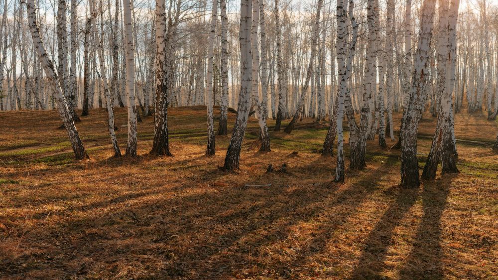 Метаморфозы весеннего леса