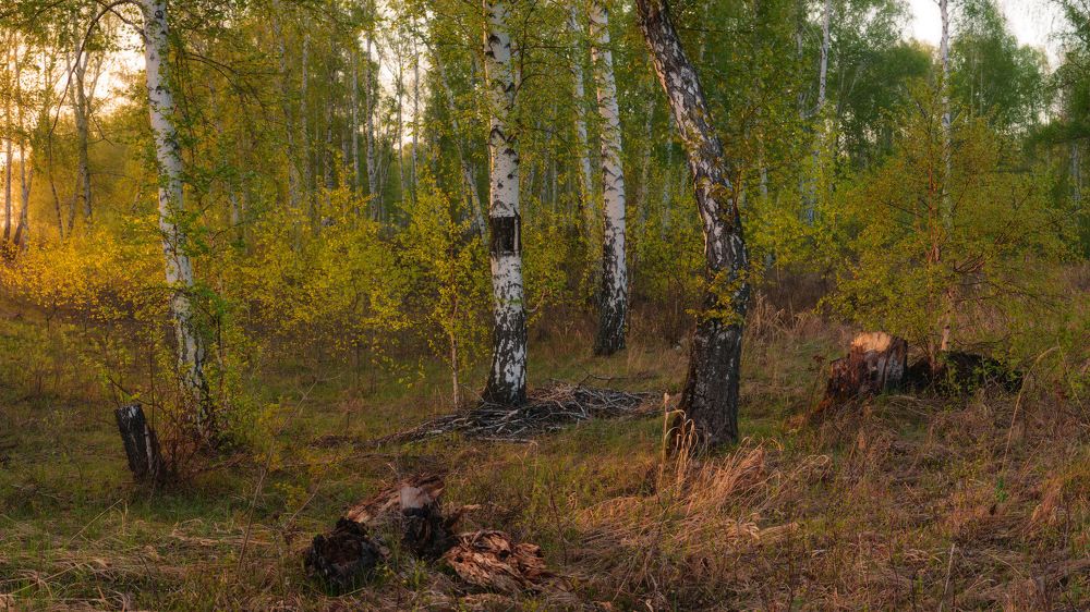 Метаморфозы весеннего леса
