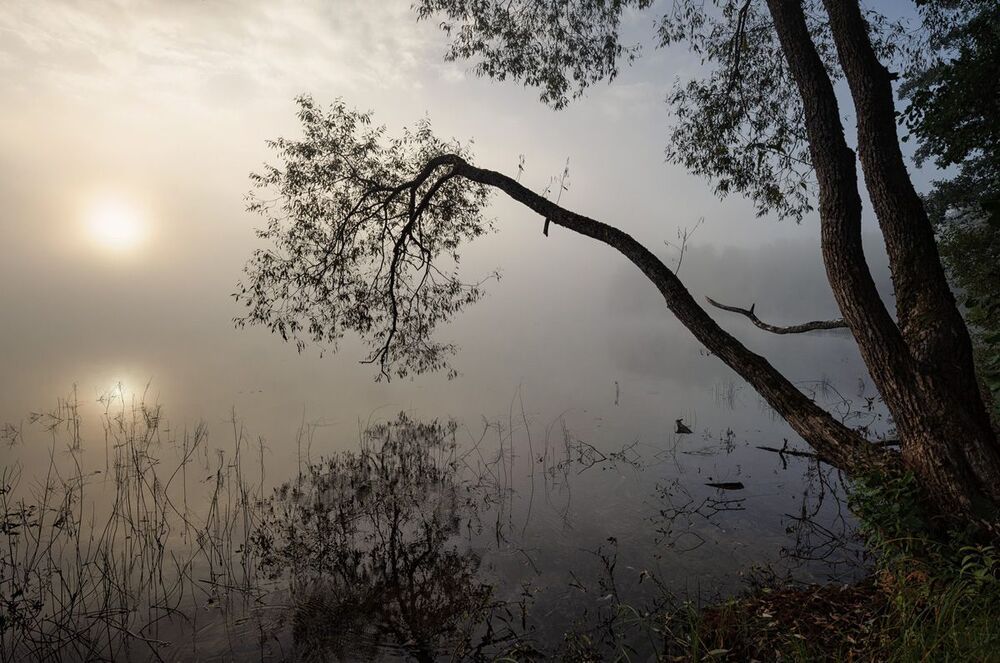Склоняясь пред туманной тишиной