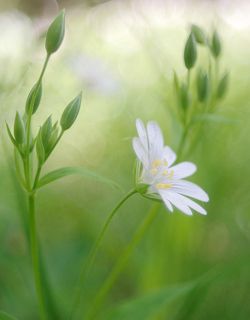 Nikon J1, Wollensak Cine Raptar 25/2.5